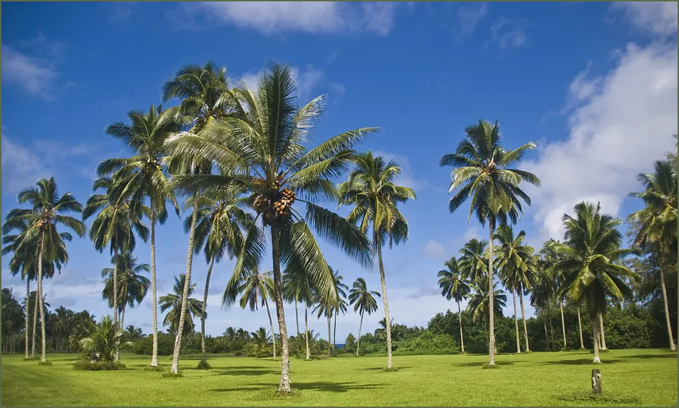 A sunny coconut grove at Kahanu Garden in Hāna, Maui
